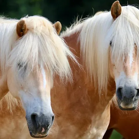 Landidyll Appartement Uchte